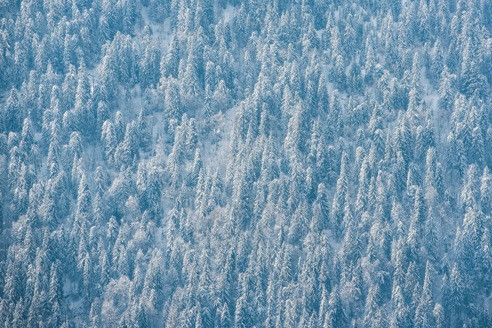 Snowy forest winter landscape, Avoriaz, Port du Soleil, Auvergne Rhone Alpes, Alps, France, Europe